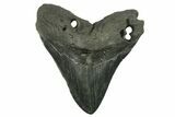 Huge, Fossil Megalodon Tooth - South Carolina #383196-1